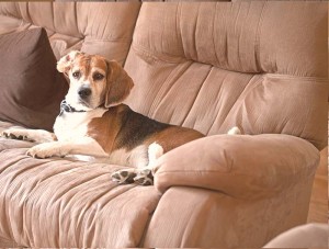 Steps on How to Clean a Microfiber Couch